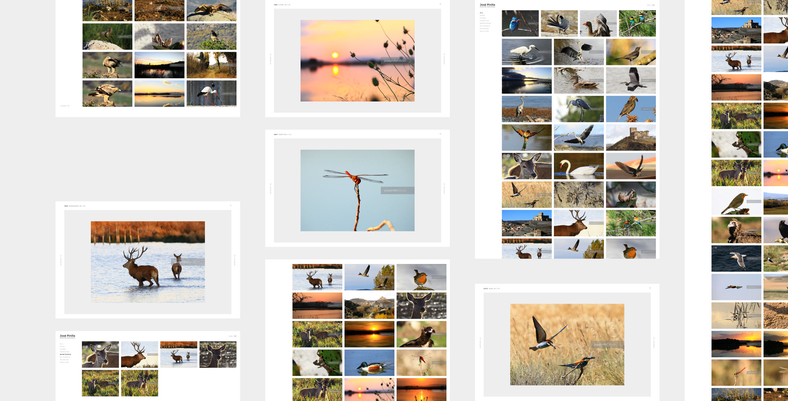 distintas pantallas de pagina web para albumes fotograficos de paisaje y naturaleza