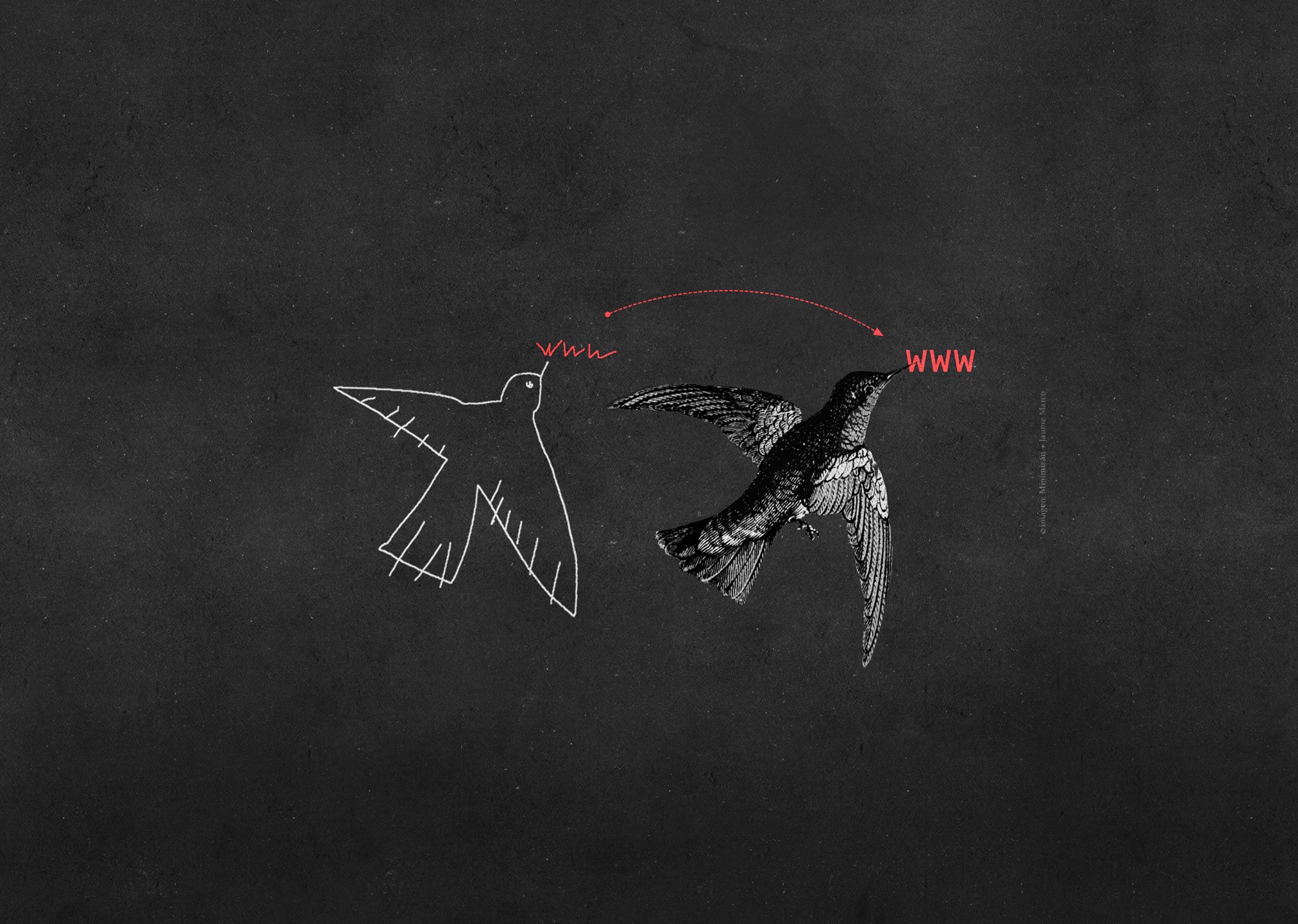 imagen de colibrí representando servico rediseños web